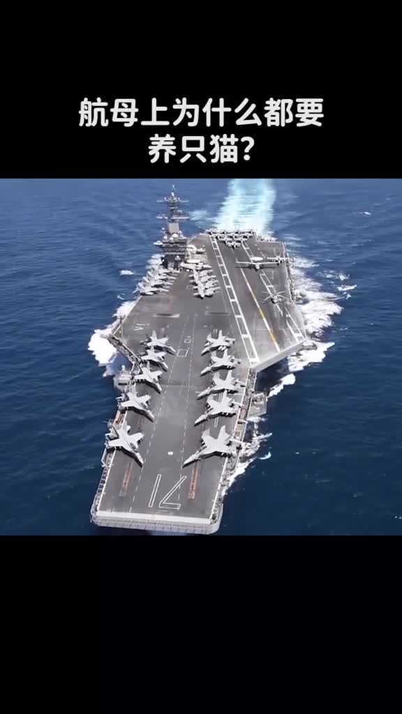 在航母上的猫称为舰猫