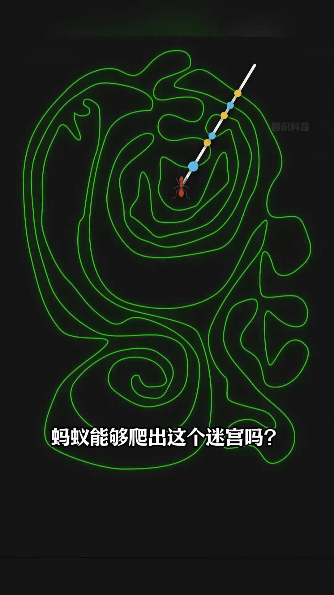 第110集丨经典奇偶性谜题蚂蚁在内部还是外部