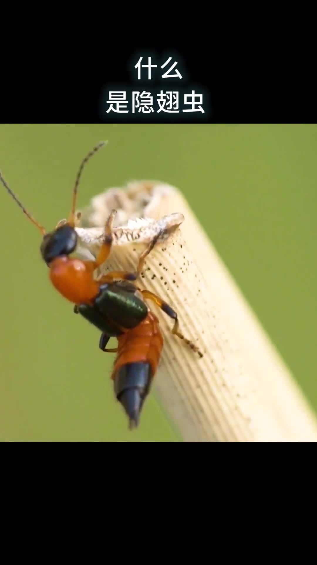 什么是隐翅虫为何拍不得