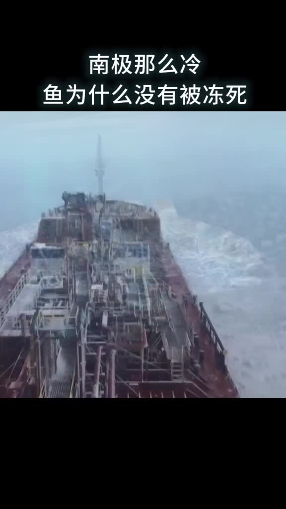 南极那么冷鱼为什么没有被冻S