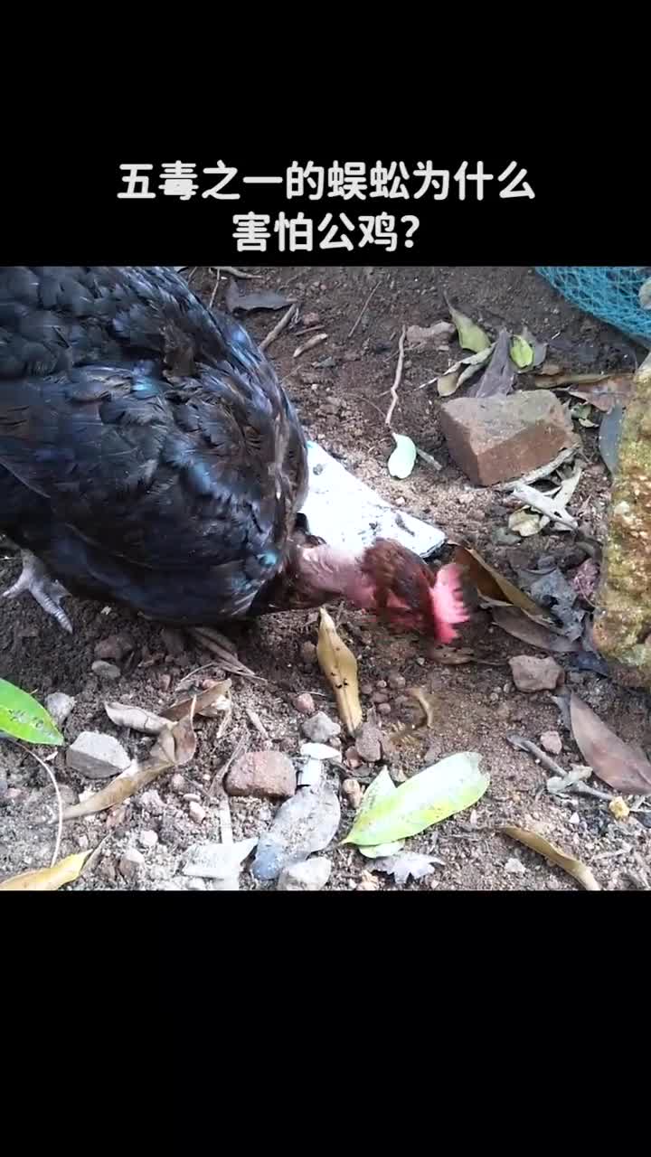 五毒之一的蜈蚣为什么害怕公鸡
