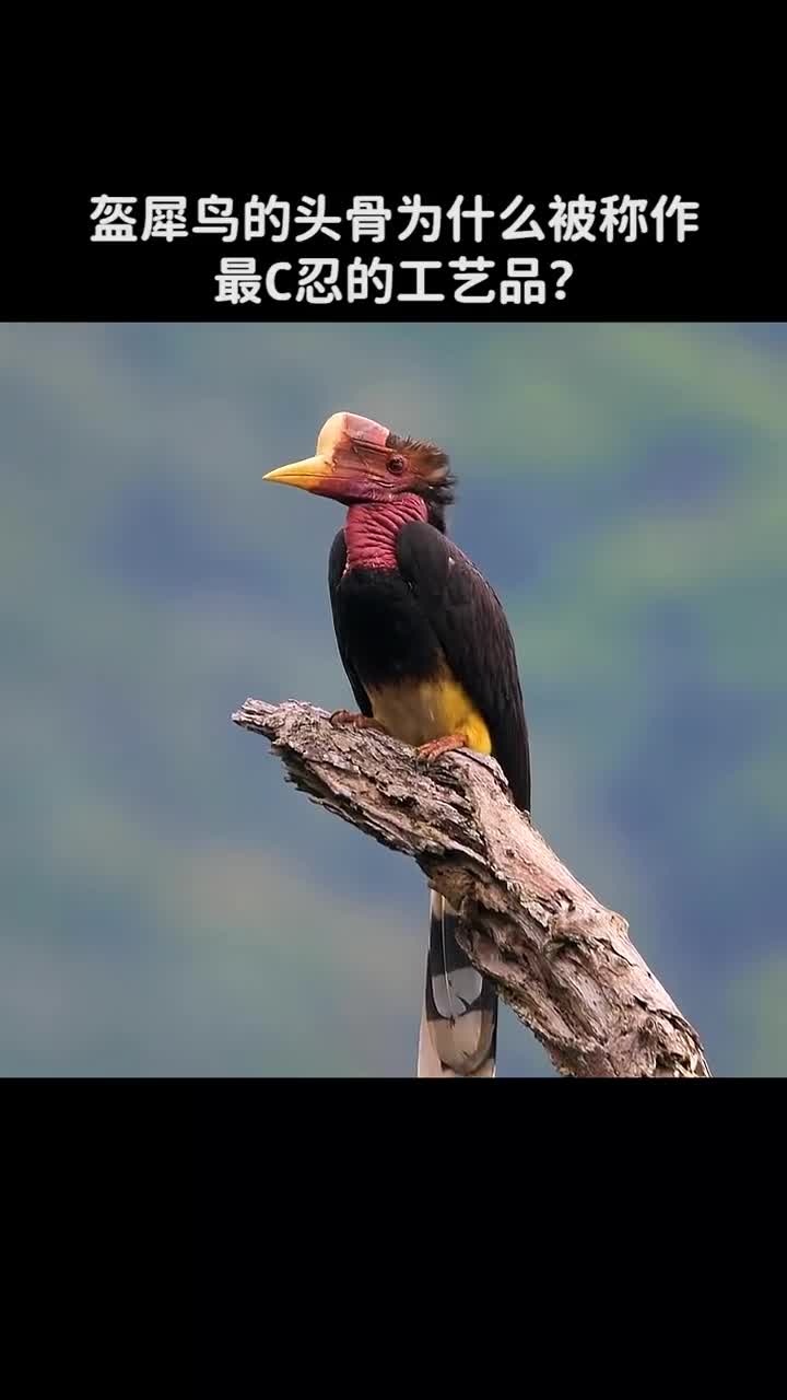 盔犀鸟的头骨为什么被称为最残忍的工艺品