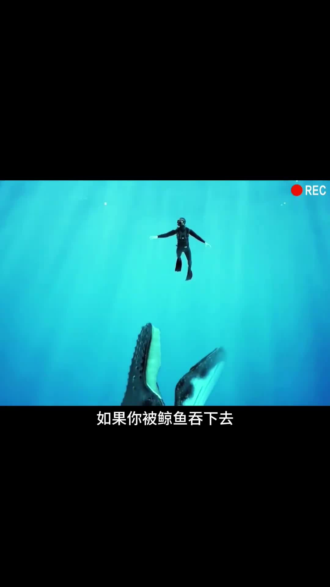 被鲸鱼吞下会发生什么