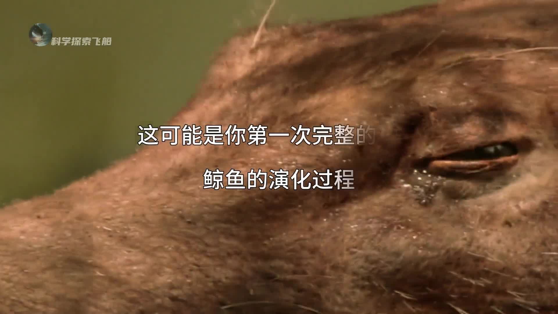 一次性看完鲸鱼演化史从幼犬大小到海洋巨兽