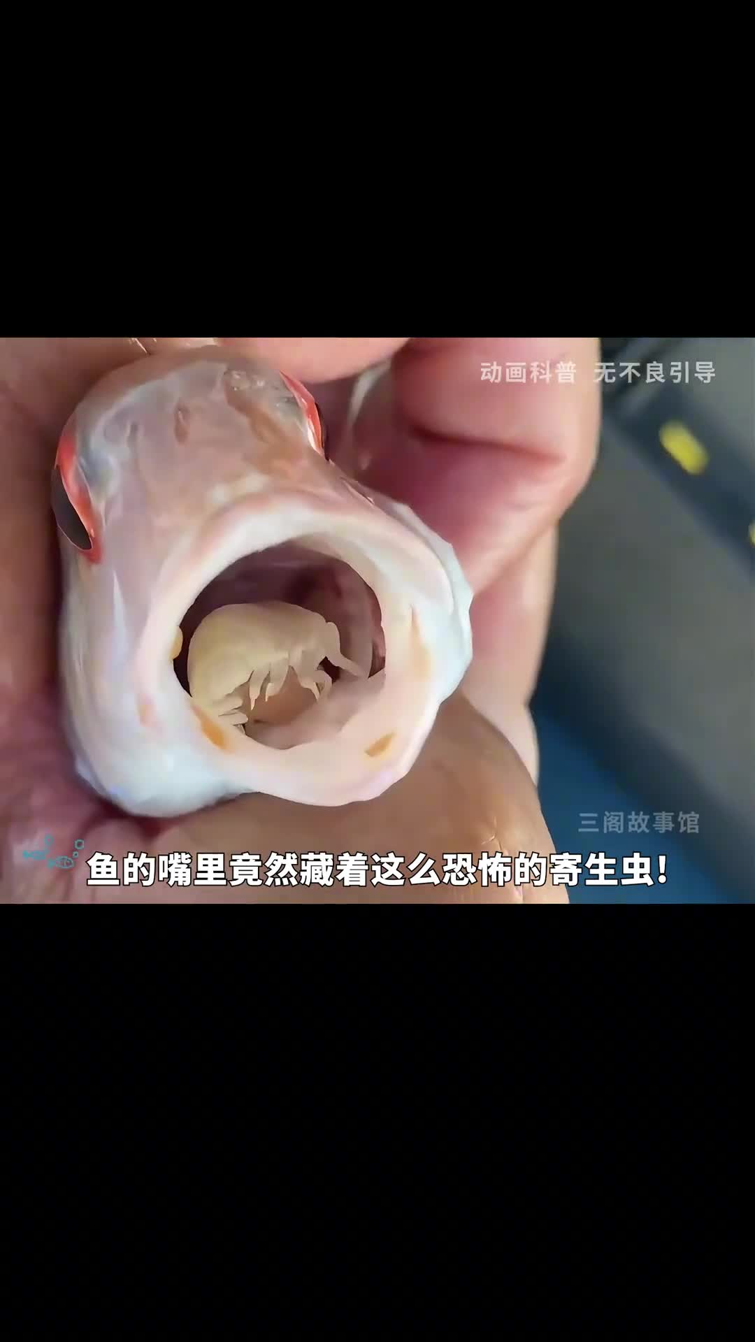 鱼嘴里竟然有这么恐怖的寄生虫