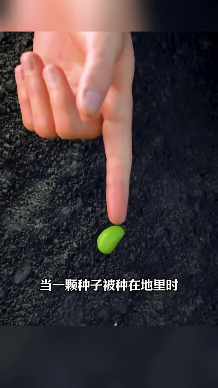 第150集丨种子是如何成长为大树的