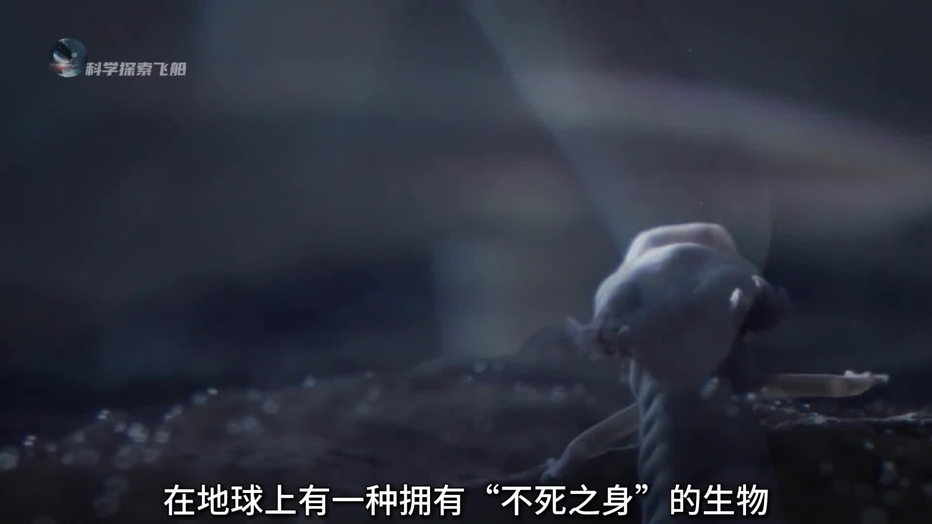 蝾螈的再生能力到底有多强心脏没了还能重新长出来对人类研究的意义极大