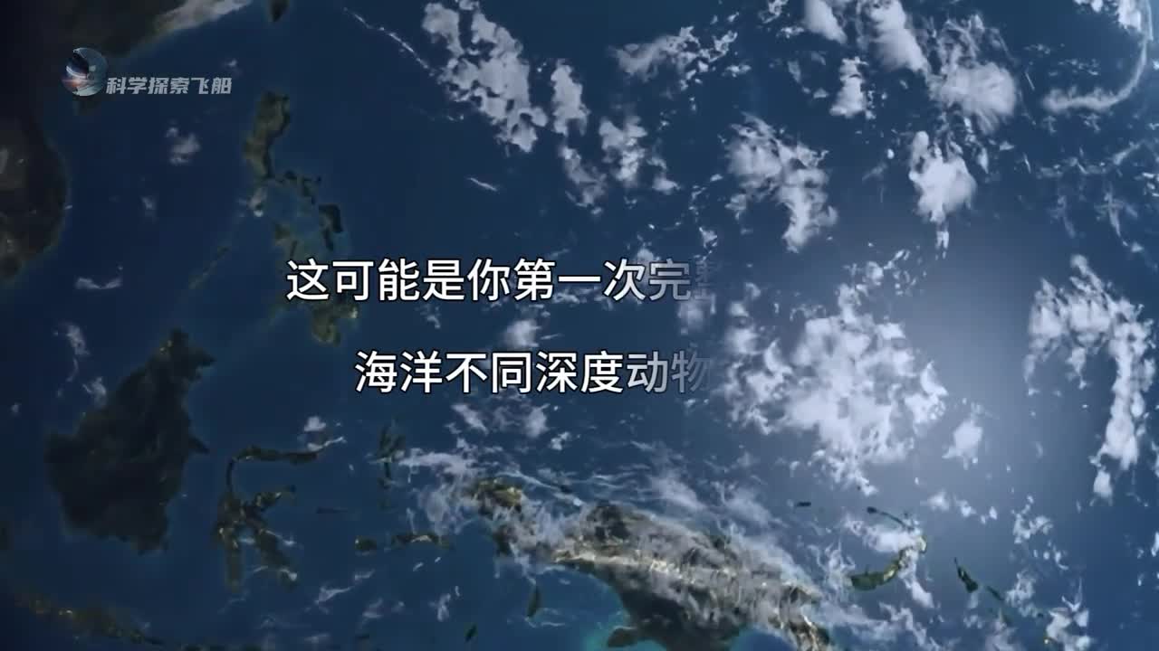 地球海洋不同深度动物排名生命转瞬即逝而又生生不息献给每一位存在的生灵