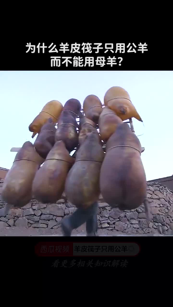 为什么羊皮筏子只用公羊而不能用母羊