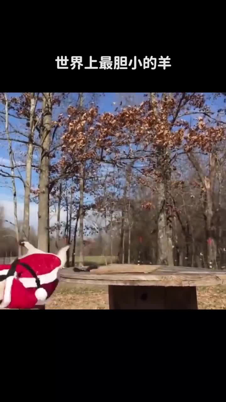 世界上最胆小的羊拍拍手都能将其吓晕