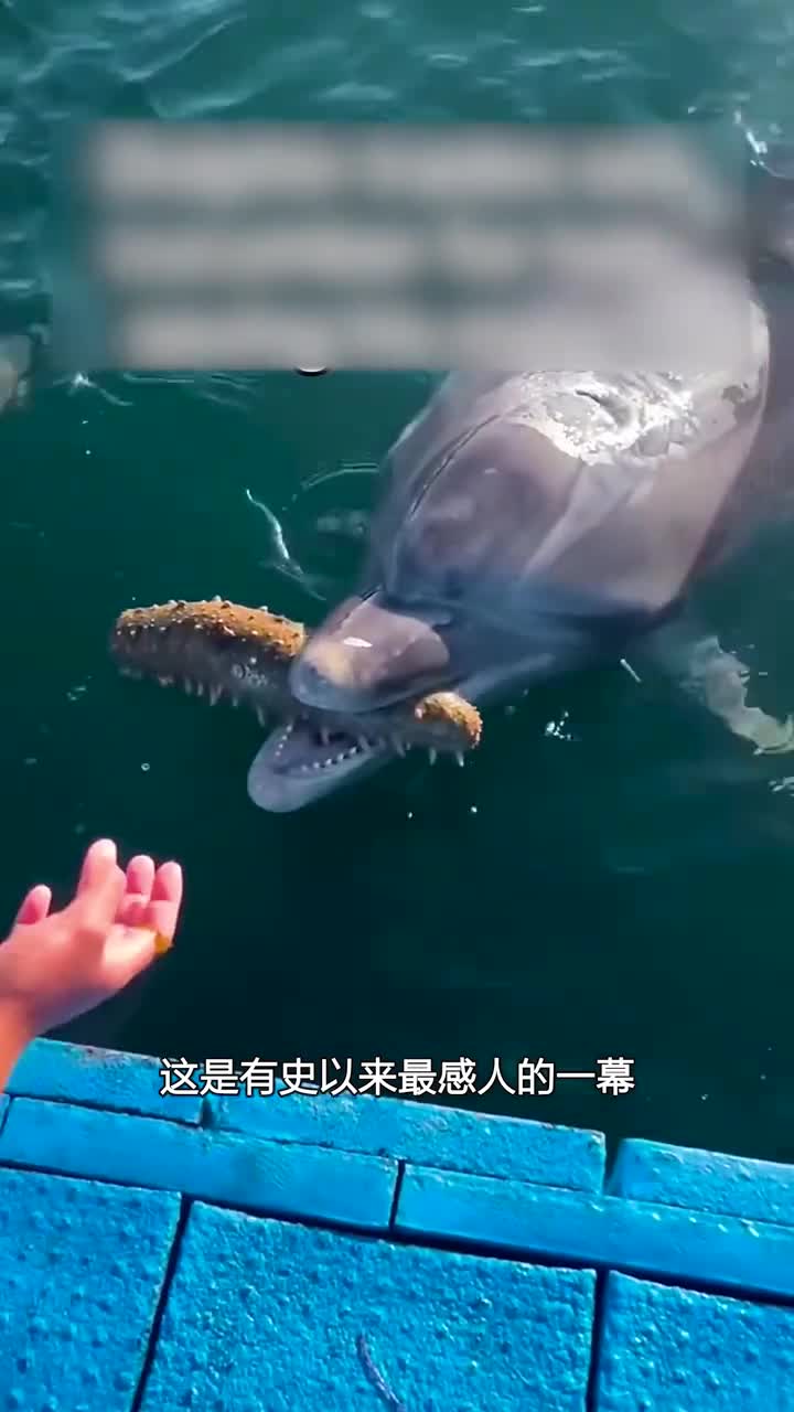 海豚报恩国外小哥终身难忘的一幕