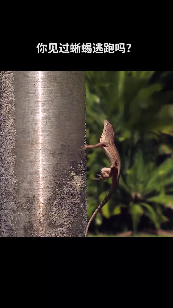 你见过蜥蜴逃跑吗
