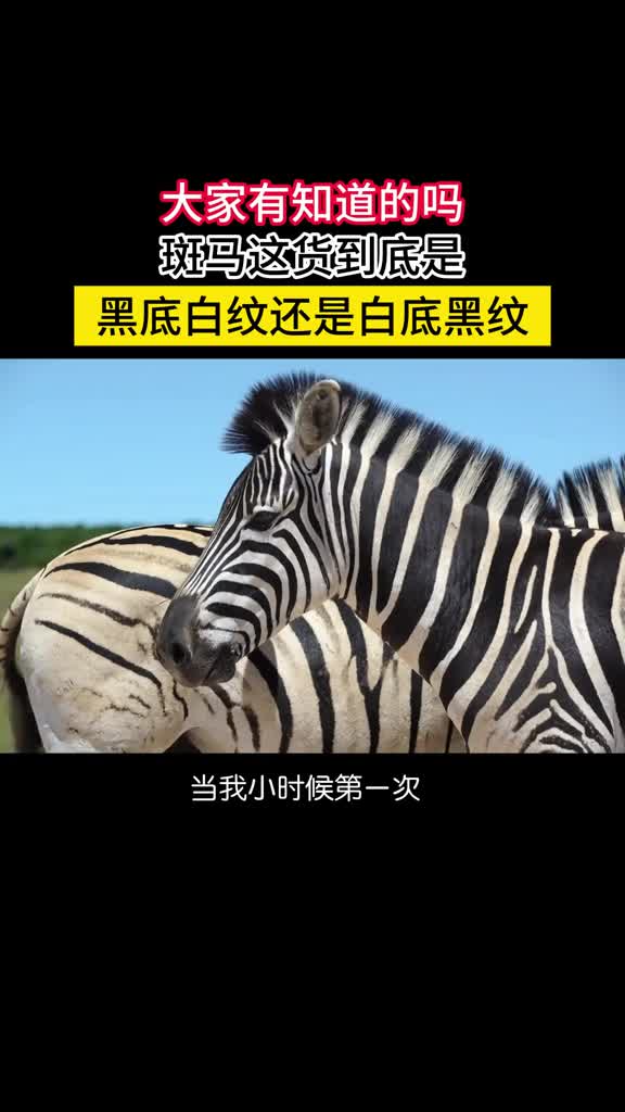有知道的吗斑马这货到底是黑底白纹还是白底黑纹呢