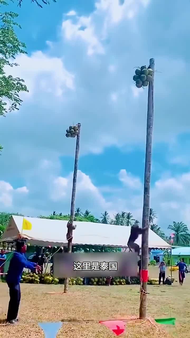 在泰国猴子通常会被用来摘椰子