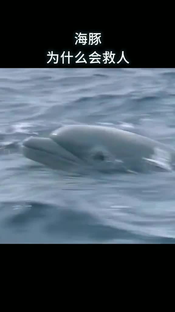 海豚为什么会救人