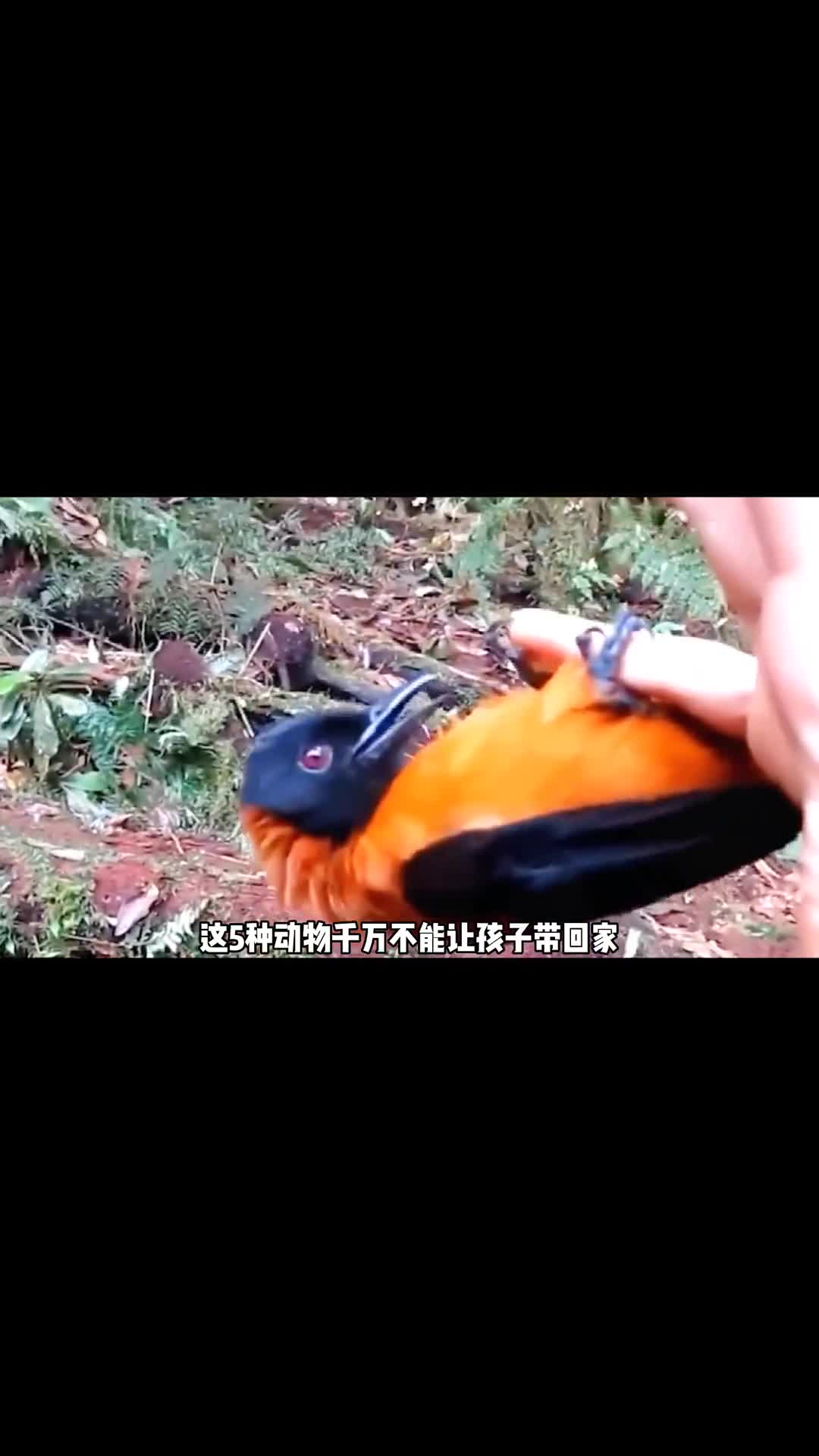 这五种动物千万不要让孩子带回家否则后果很严重