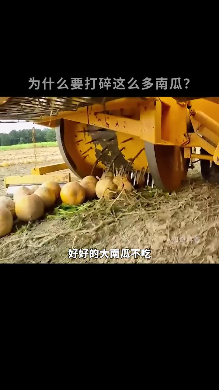 这种处理南瓜的方式你一定没见过