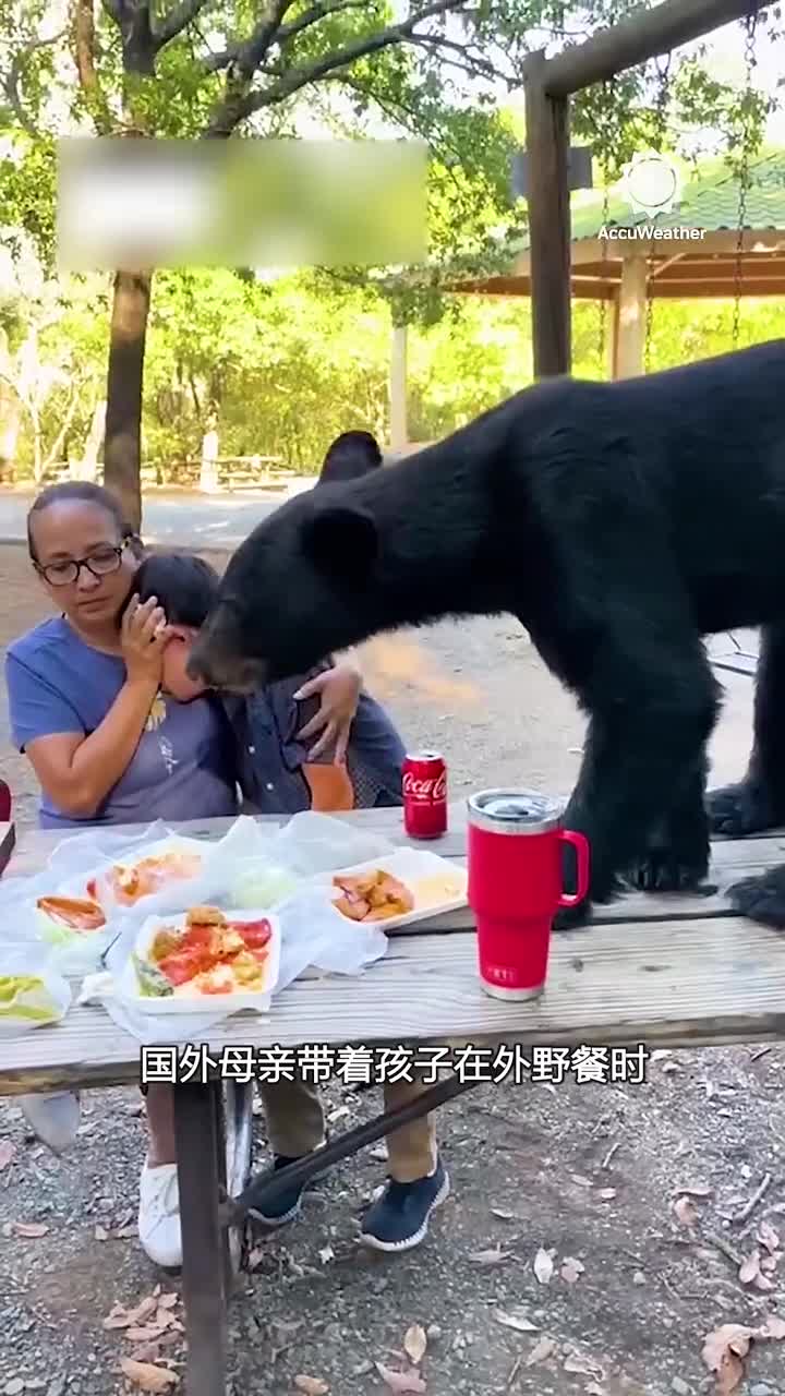 野外遇到熊的正确应对方法