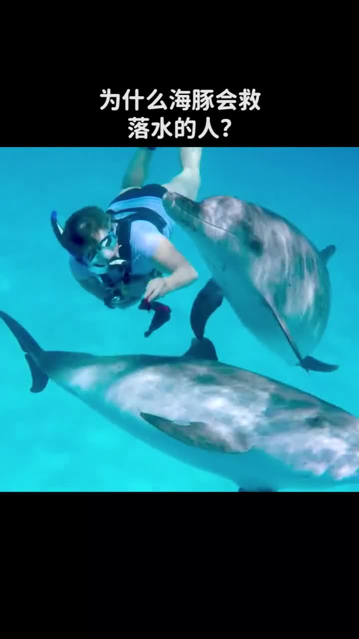 为什么海豚会救落水的人