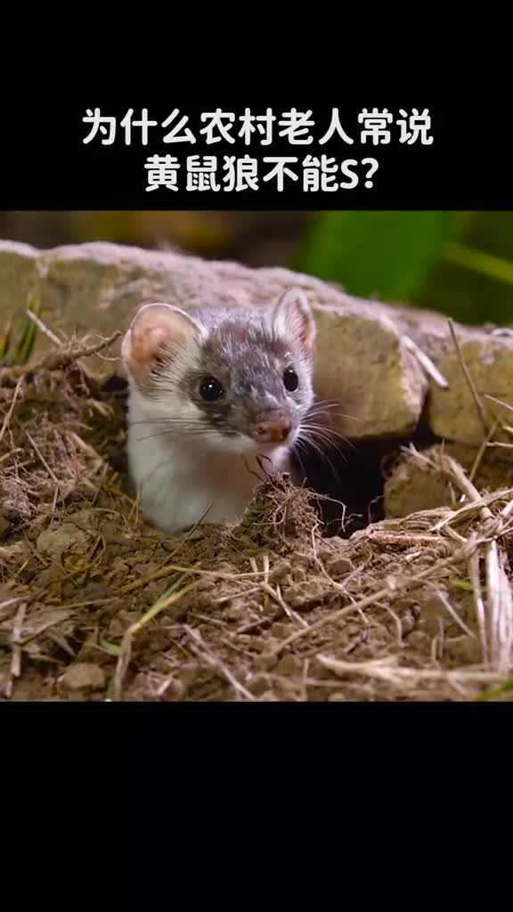 为什么老一辈的人都说黄鼠狼不能S