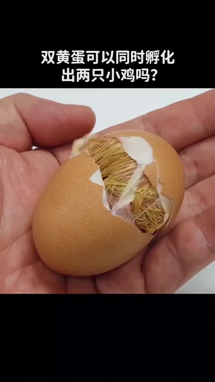双黄蛋可以同时孵化出两只小鸡吗