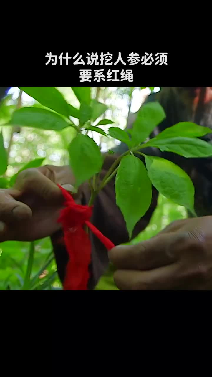 为什么挖人参必须要系红绳难道它真的会跑吗