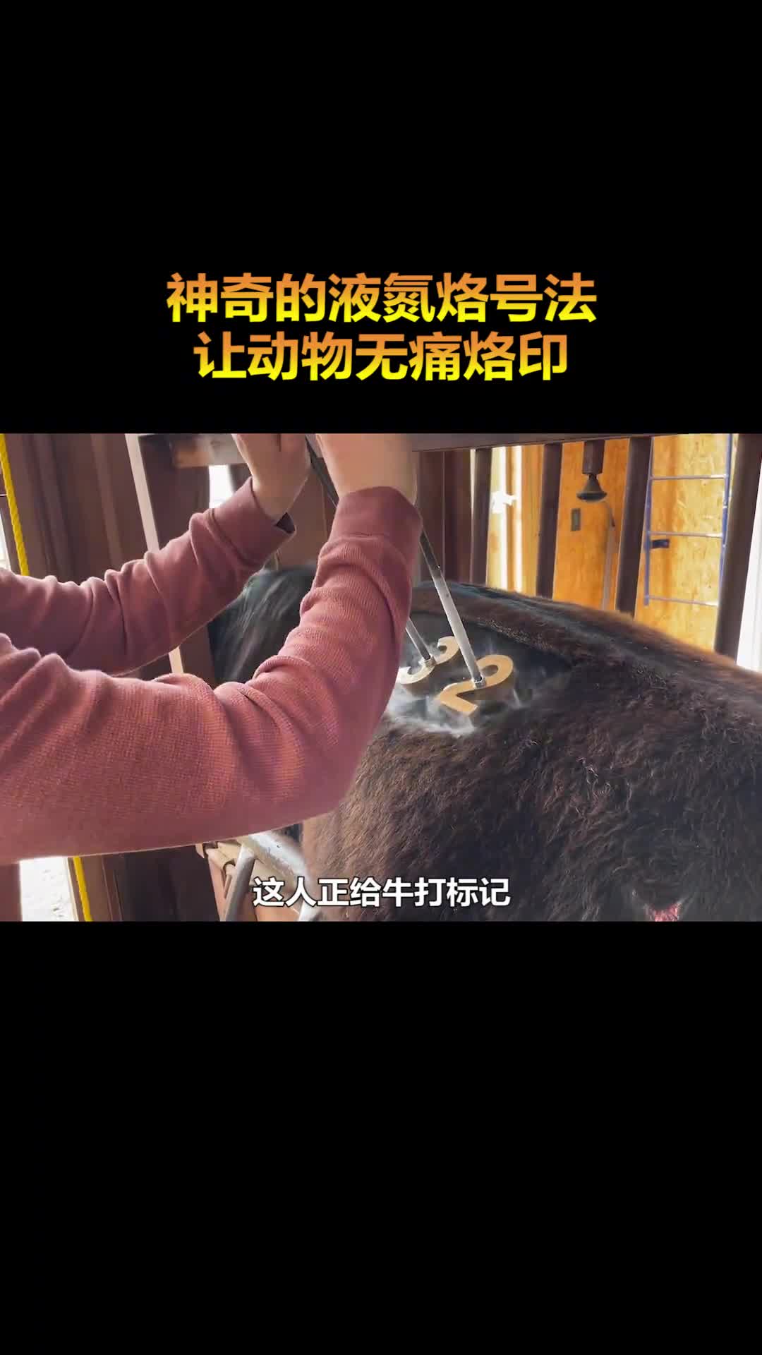 神奇的液氮烙印技术动物们感受不到痛苦便可完成烙印工作