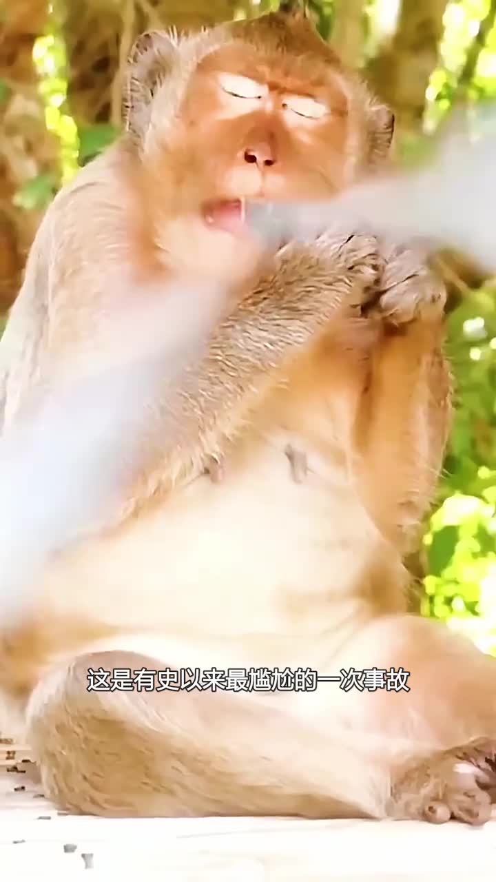 猴子贪吃引发的事故
