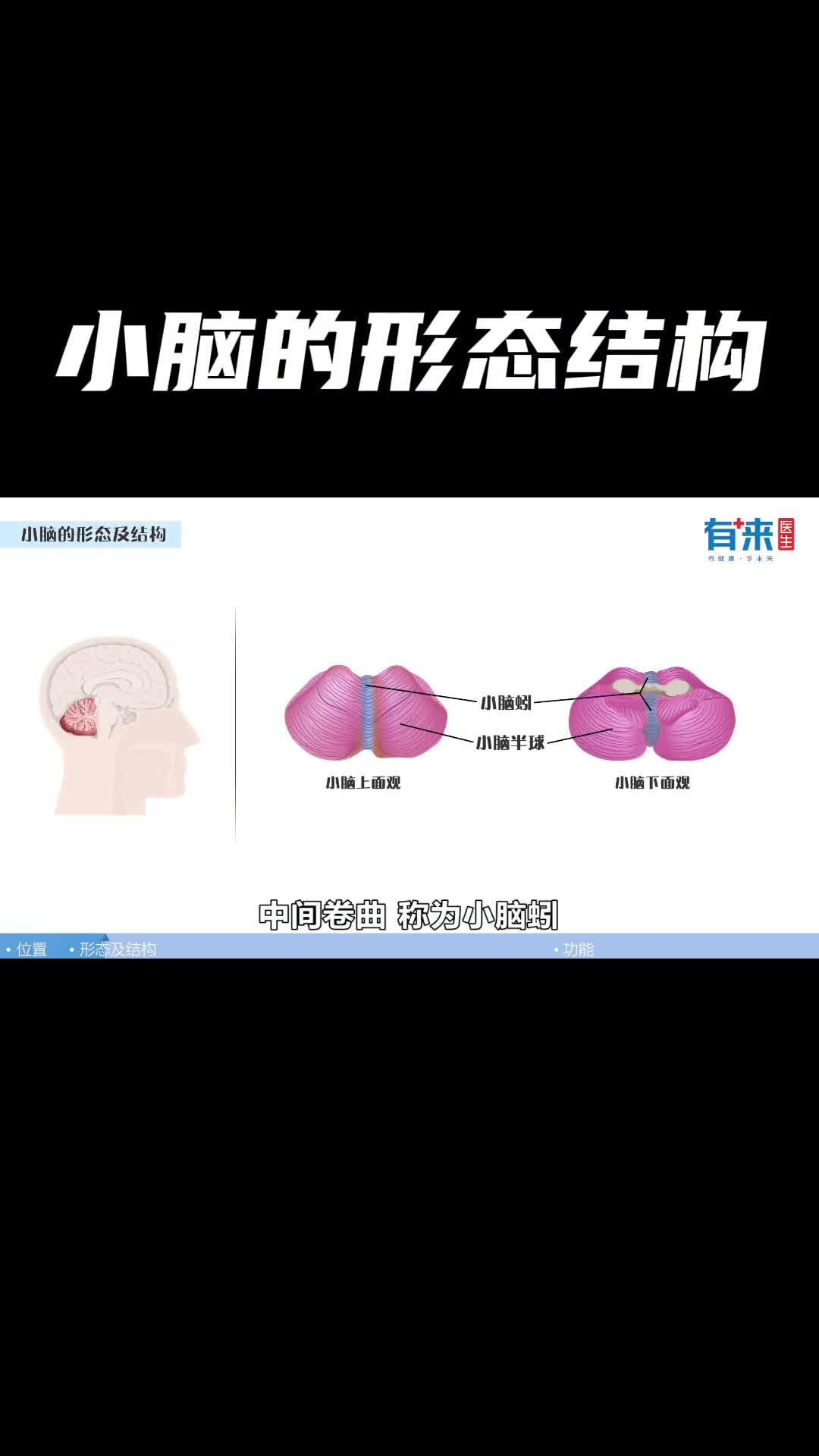 各位评论区聊一聊你觉得小脑的形态结构像啥