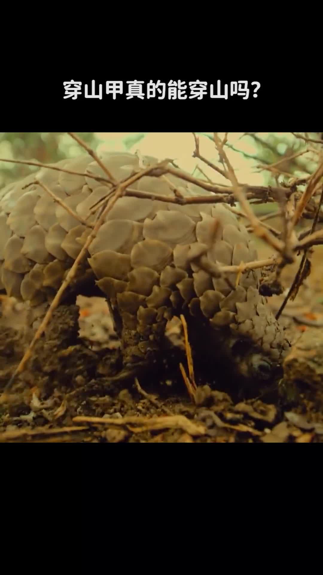 穿山甲真的能穿山吗