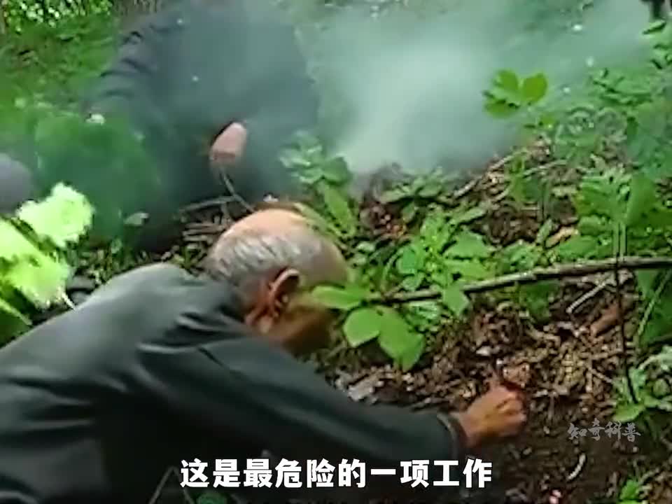 人参真的会跑吗