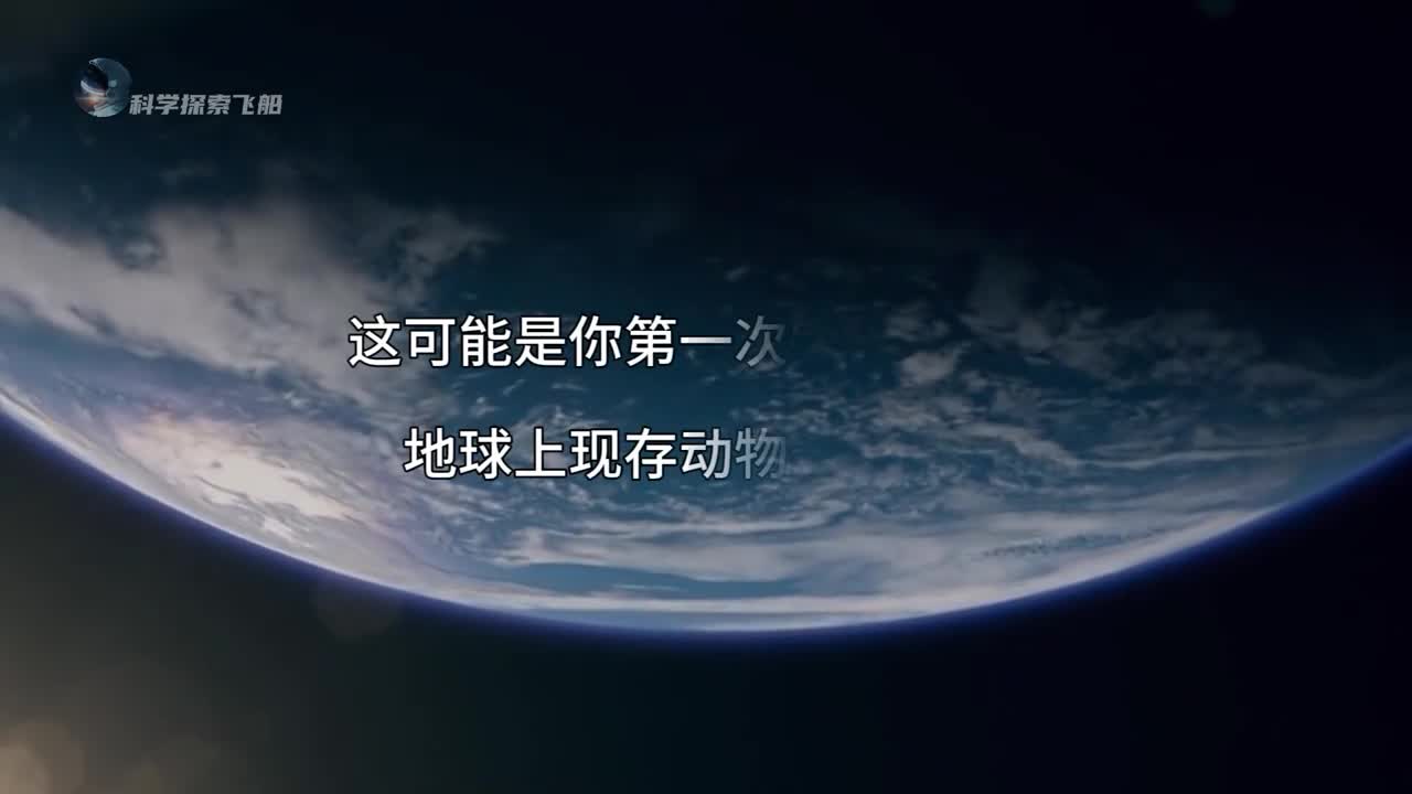 地球动物寿命排名生命转瞬即逝而又生生不息献给每一位存在的生灵