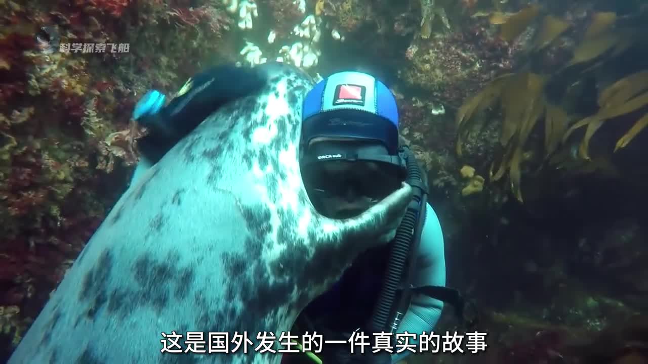 万物皆有灵小海豹为救同伴冒险向人类求助