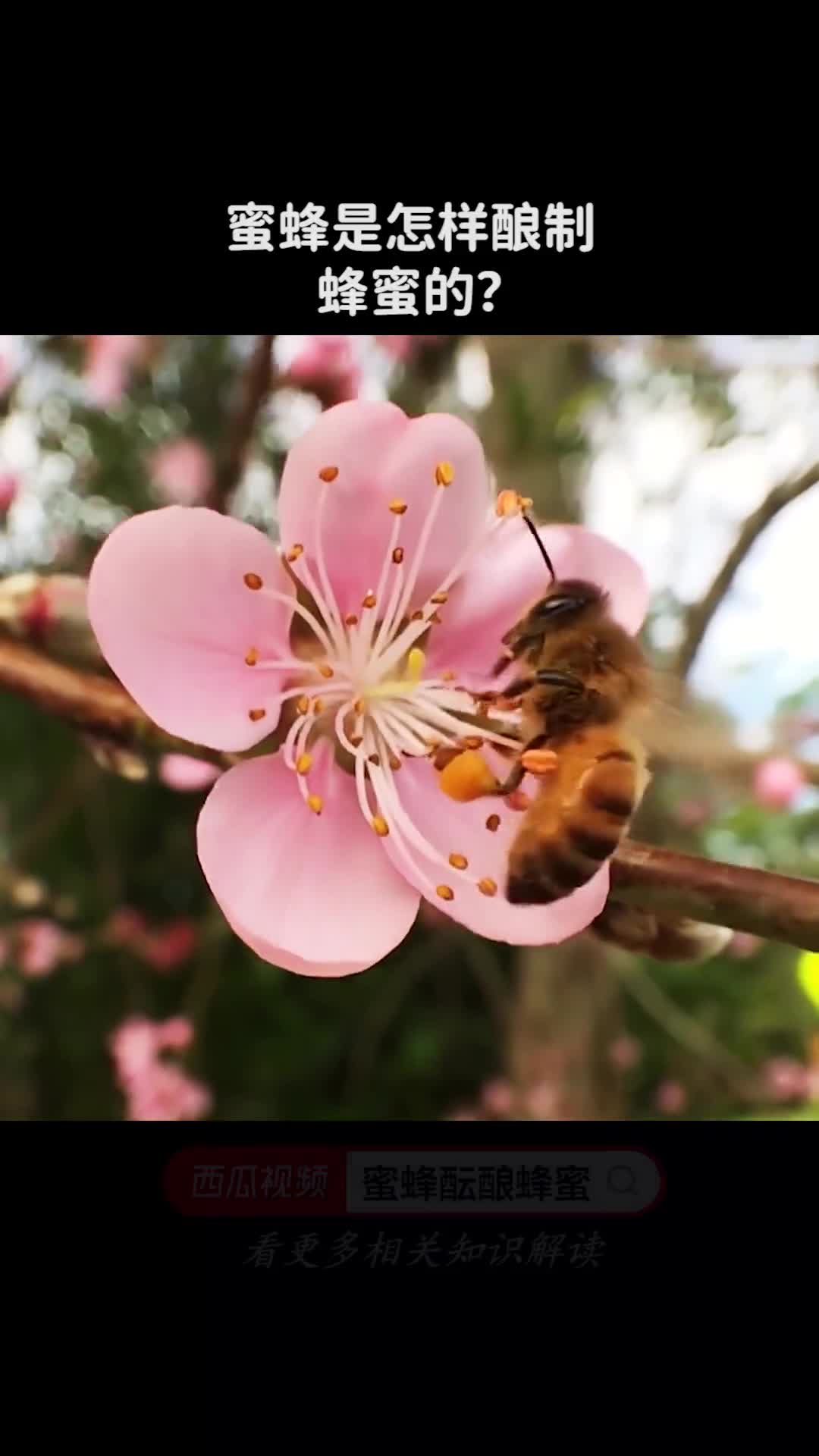 蜜蜂是怎样酿制蜂蜜的