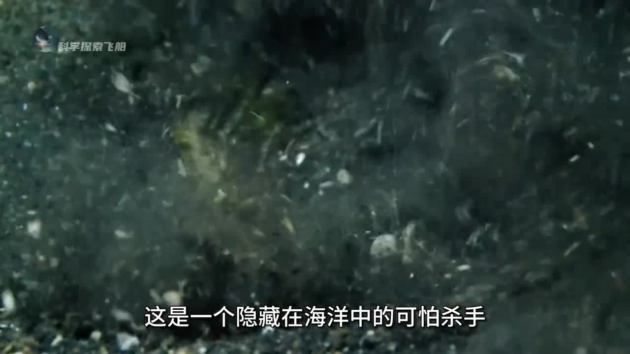 海底绞肉机博比特蠕虫到底有多恐怖堪称海底生物的噩梦