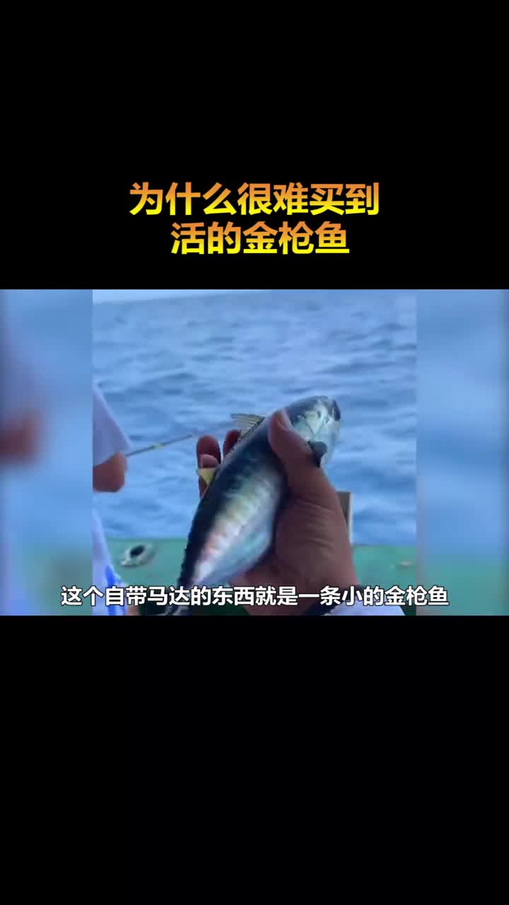 为什么很难买到活的金枪鱼