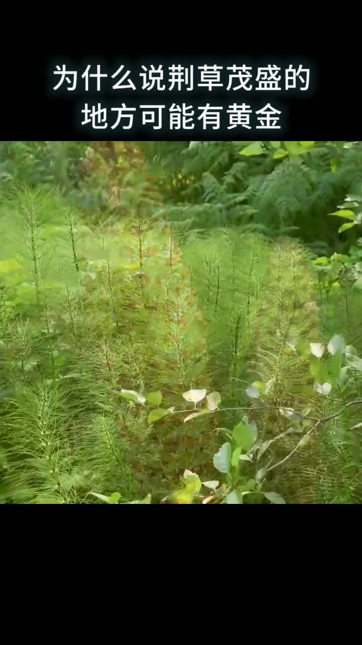 为什么说荆草茂盛的地方可能有黄金
