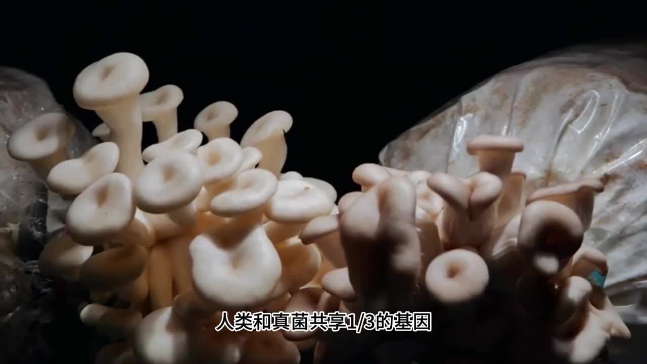 现代进化论的核心观点所有的地球生物都由同一祖先演化而来人类和真菌共享三分之一的基因和香蕉共享41我们和老鼠的基因相似度至少85和黑猩猩则高达988我们身上的每一个部件都是几十亿年演化的结果人类的很多重要器官与身体构型都可以追溯到有颌类动物演化之初也就是说鱼也是我们的祖先之一