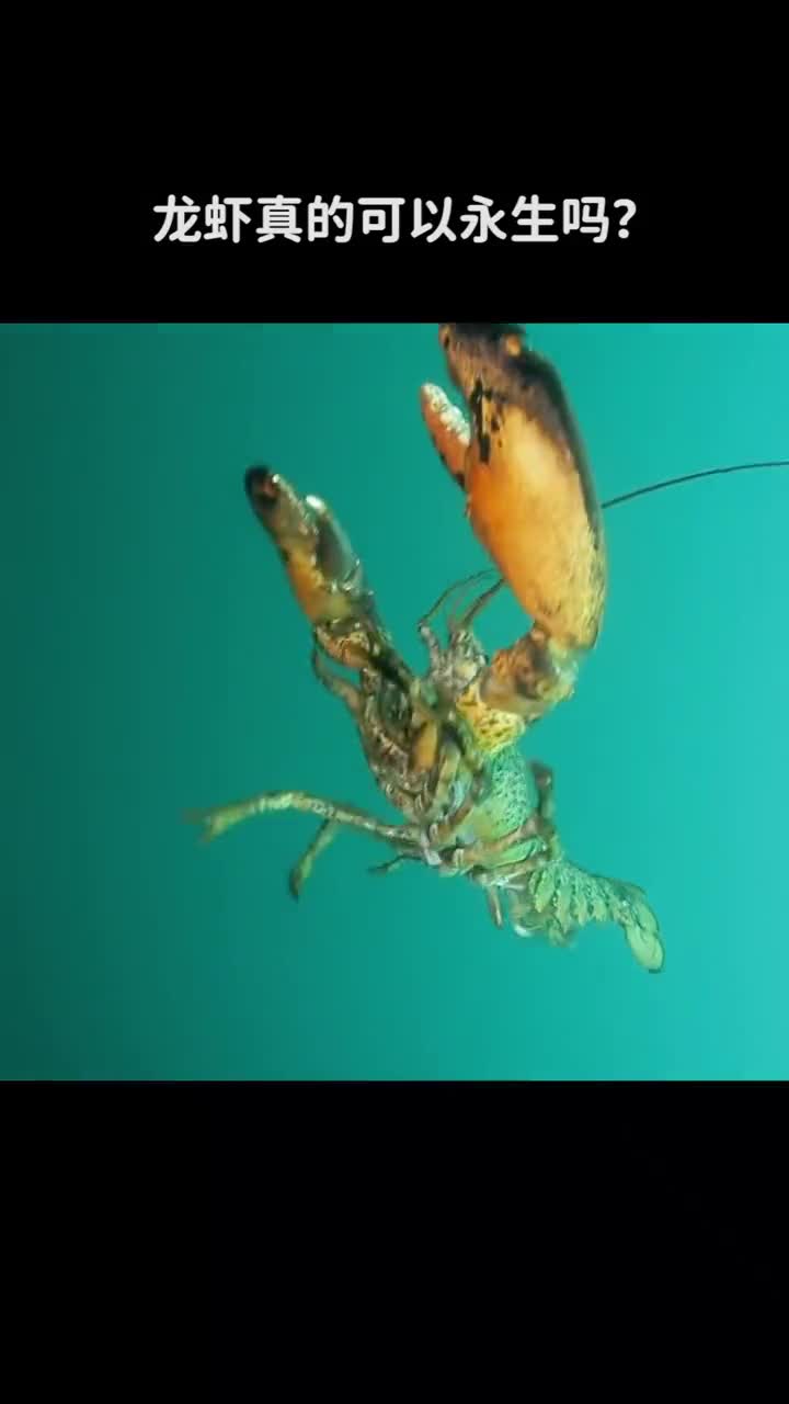 龙虾真的可以永生吗
