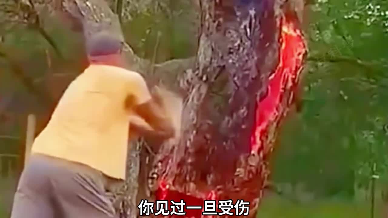 受伤就会血流不止的血木树不能触碰的沙盒树你都见过嘛