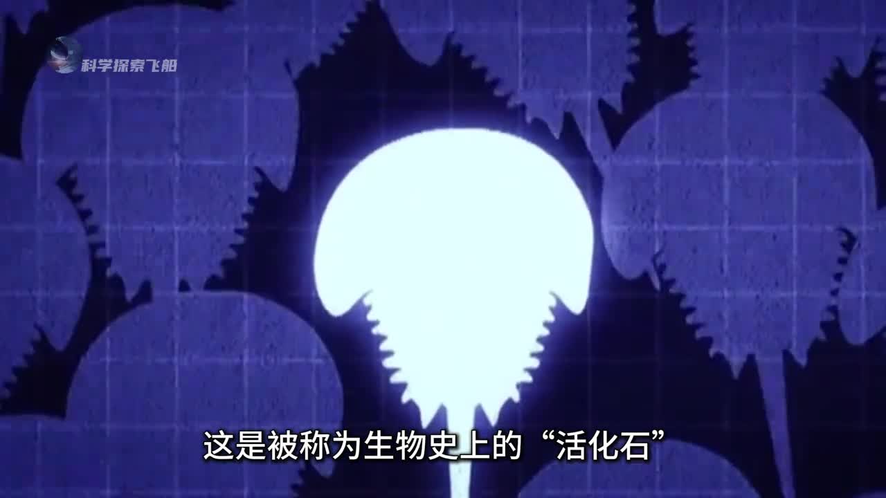 生存了4亿年的中华鲎其内部的蓝色血液到底隐藏了什么秘密