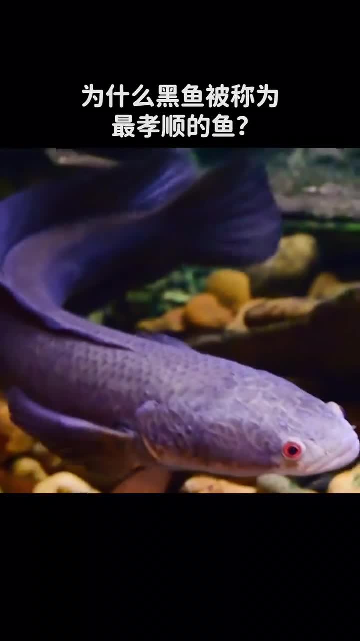 为什么黑鱼被称为最孝顺的鱼