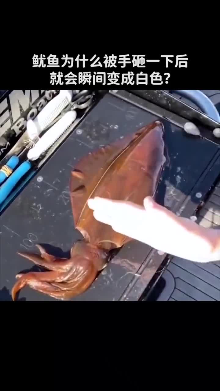 鱿鱼为什么被手砸一下后会变白色