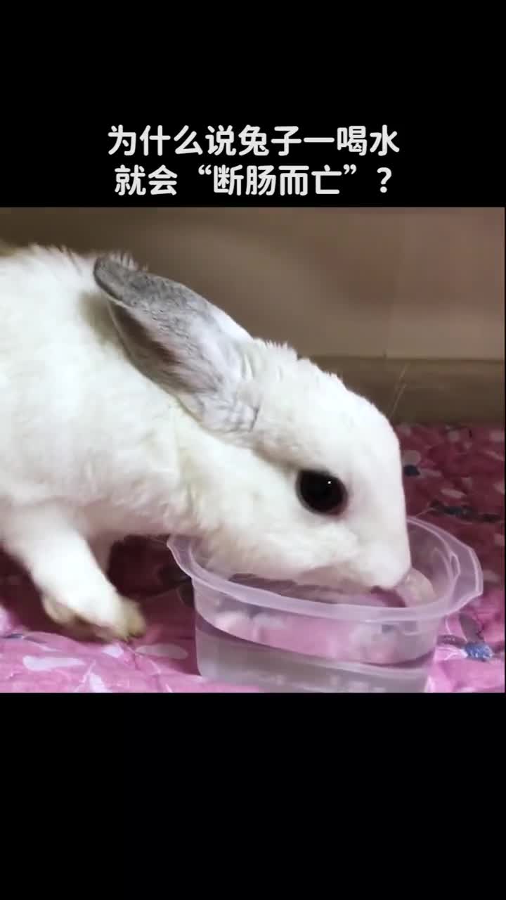 为什么说兔子一喝水就会断肠而亡