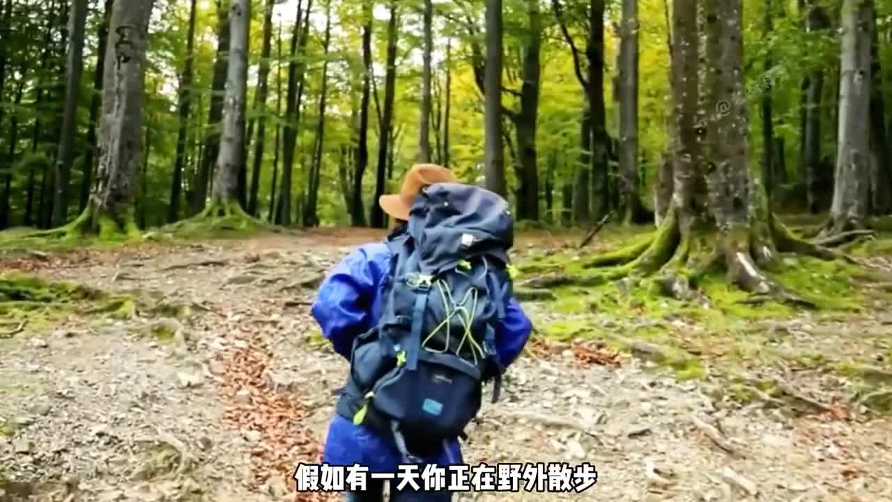 如果野外遇见老虎你能从老虎口中脱险嘛