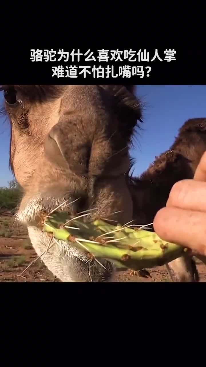 骆驼吃仙人掌不怕扎嘴吗