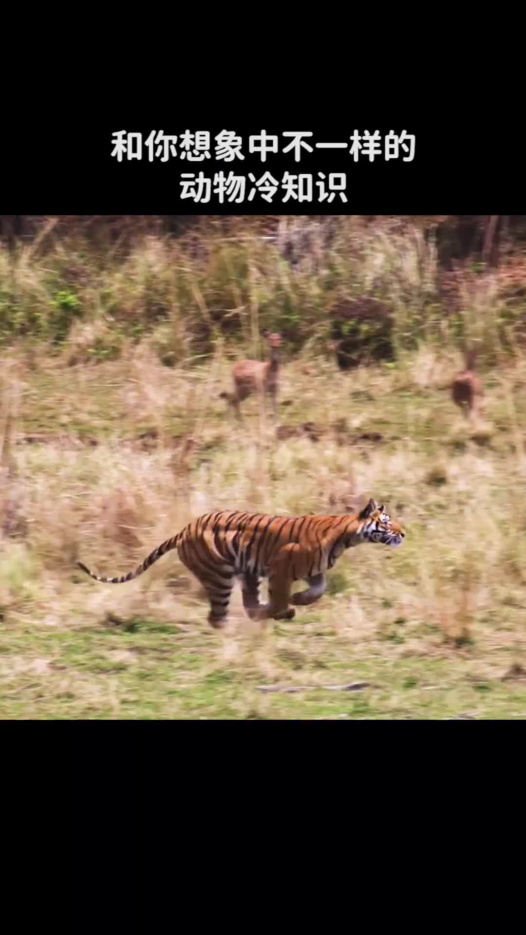 和你想象中不一样的动物冷知识