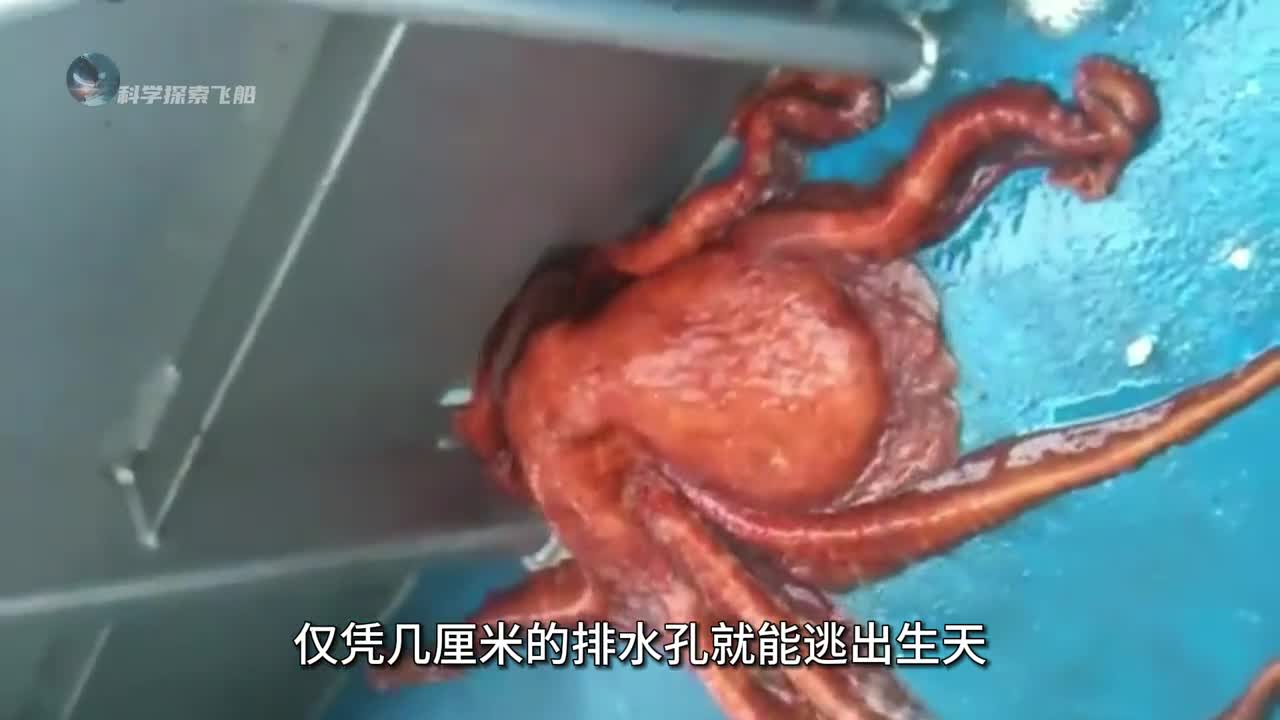 章鱼的智商到底有多逆天不仅能思考还有着如同人类一样的情感