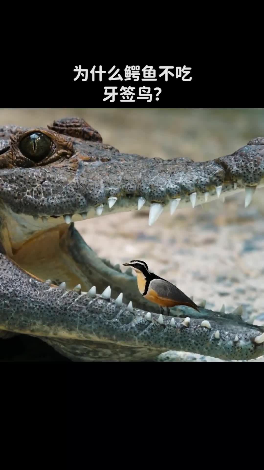 为什么鳄鱼不吃牙签鸟