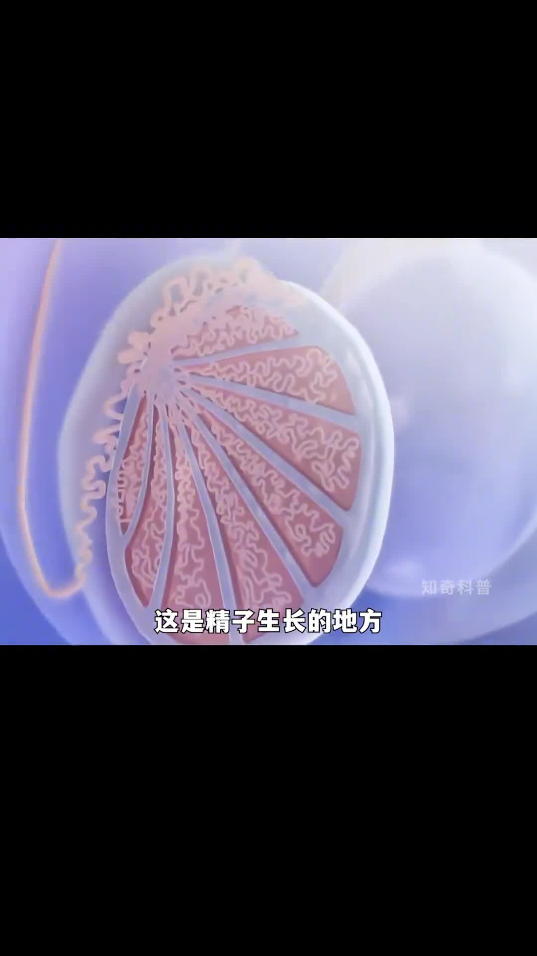 精子是怎么形成的